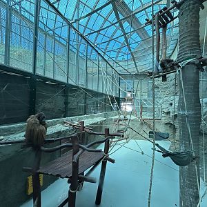 Indoor Orangutan Exhibit