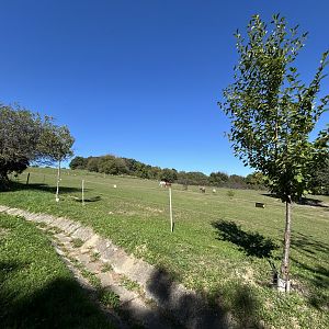 Domestic Horse Exhibit