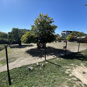 South American Mixed-species Exhibit #2