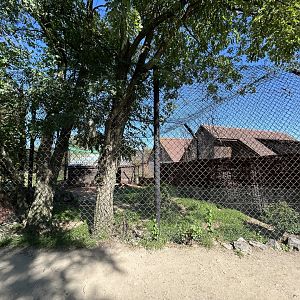 Bat-eared Fox Exhibit