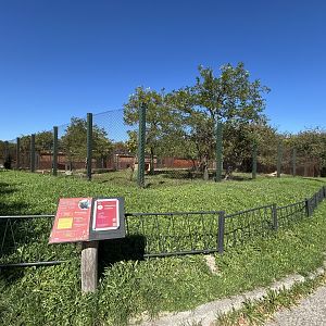 African Pygmy Goat Exhibit