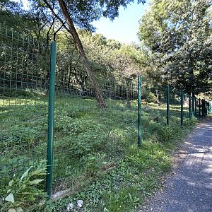 Chinese Muntjac Exhibit
