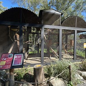 Red Squirrel Exhibit