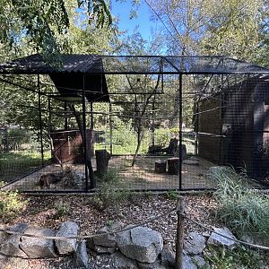 Collared Falconet Aviary