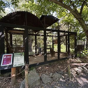 Common Hill Mynah Aviary