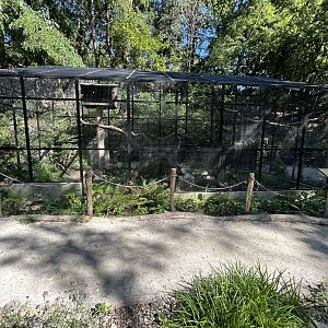 Harris’ Hawk Aviary