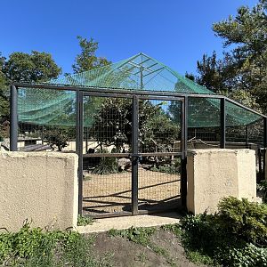 Indian Peafowl Aviary