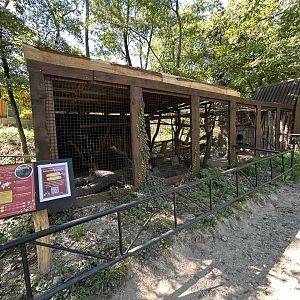 North American Porcupine Exhibit