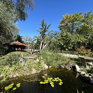 Red Panda Exhibit #1