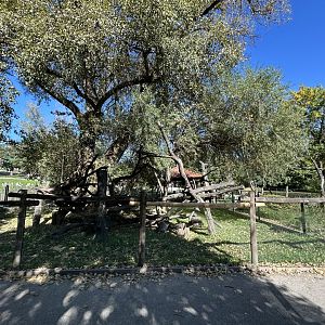 Red Panda Exhibit #2