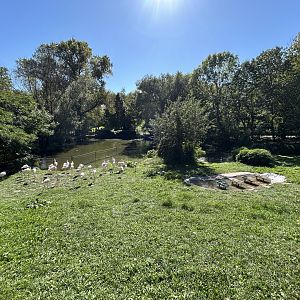 Greater Flamingo Exhibit