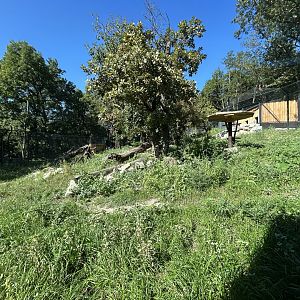 Eurasian Lynx Exhibit