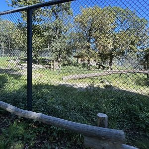 Eurasian Lynx Exhibit