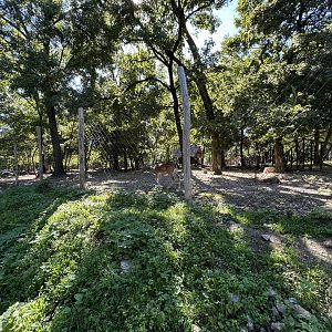 Fallow Deer Exhibit