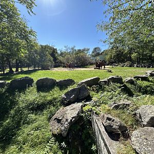 Bactrian Camel Exhibit