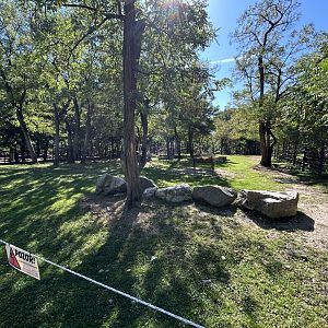Golden Takin Exhibit