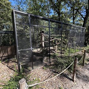 Black-capped Lory Aviary