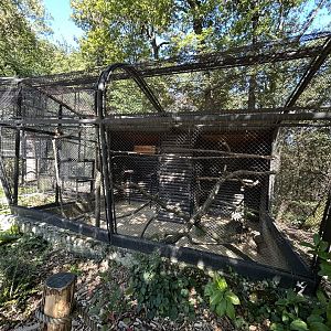 Chestnut-eared Aracari Aviary