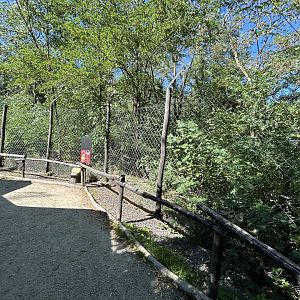 Eurasian Wolf Exhibit