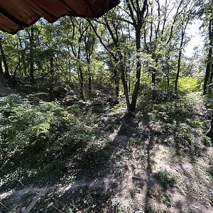 Eurasian Wolf Exhibit