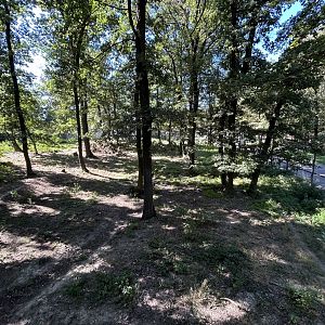 Eurasian Wolf Exhibit