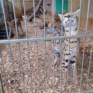 Servals