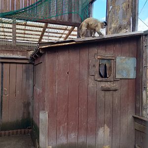 Capuchin monkey exhibit