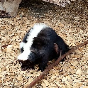 Striped skunk
