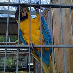 Blue and gold macaw