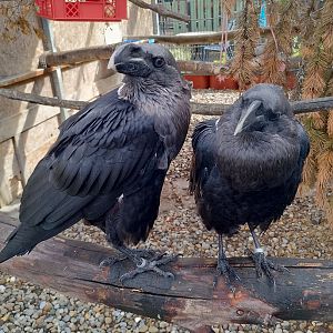 White-naped ravens