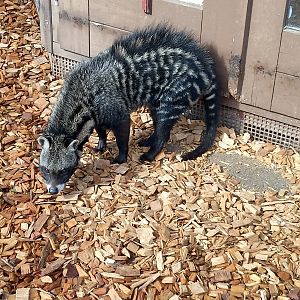 African civet