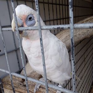 Little corella