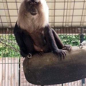 Lion-tailed macaque