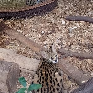 Servals