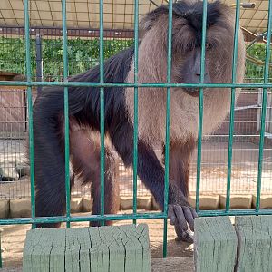 Lion-tailed macaque