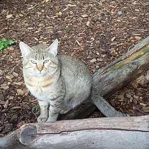 African wildcat