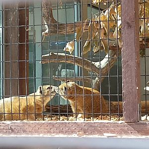 Yellow mongooses