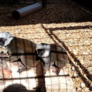 White-fronted lemurs