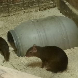 Central American agoutis
