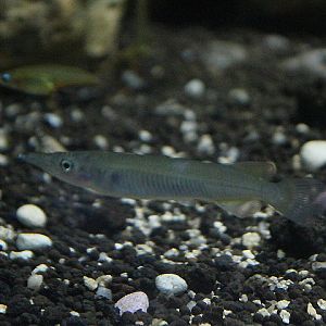 Sulawesi regal halfbeak (Nomorhamphus rex)