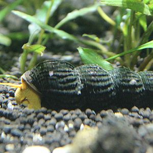 Yellow rabbit snail (Tylomelania gemmifera)