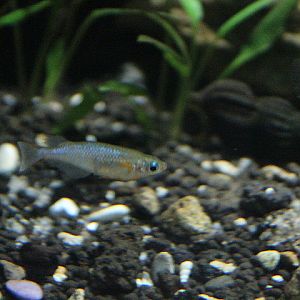 Daisy's ricefish (Oryzias woworae)