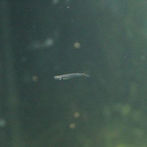 Meratus priapium fish (Phenacostethus sikat)