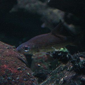 Beardless barb (Cyclocheilichthys apogon)
