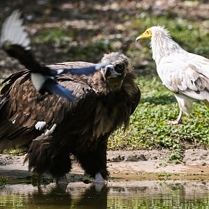 Cinereous vulture (and pals)
