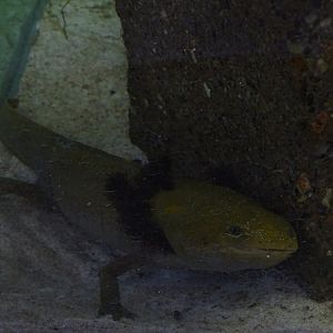 BtS: Lake Pátzcuaro salamander (Ambystoma dumerilii)
