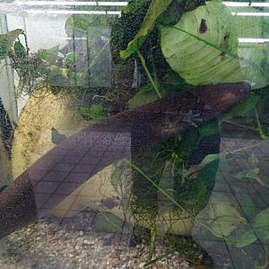 BtS: Greater siren (Siren lacertina)