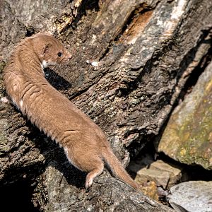 Least weasel (wild)
