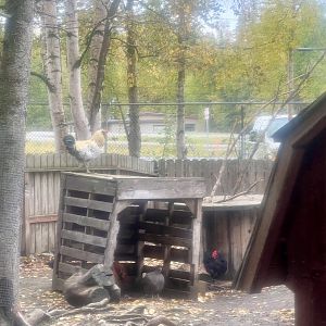 Chickens in the “petting zoo”.