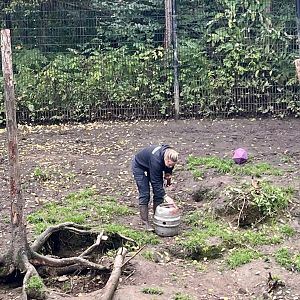 Keeper spreading enrichment in the Black Bears enclosure